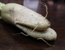 ձ֮硱зܲ